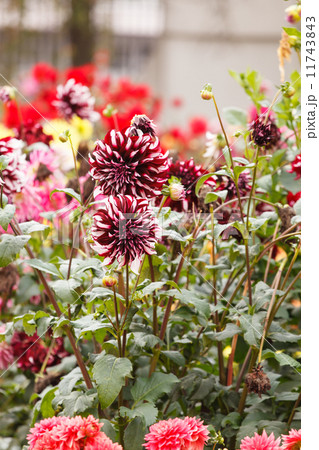 Colorful dahlia flower Colorful dahlia flower 11743843