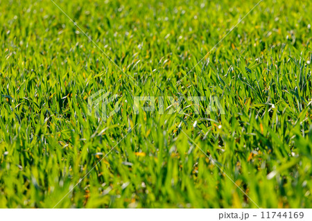 grass background 11744169