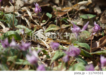 ギフチョウ 11744501