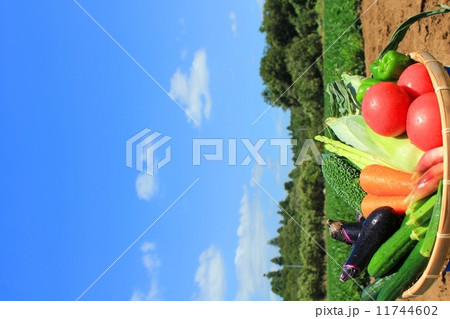 快晴の夏空と夏野菜 快晴の夏空と夏野菜 11744602
