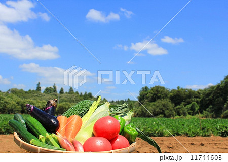 快晴の夏空と夏野菜 11744603