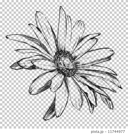 瑪格麗特 瑪格麗特 11744977