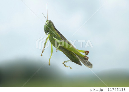 バッタ 11745153