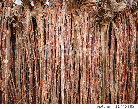 楮　和紙の原料 11745385