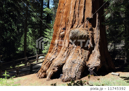 キングスキャニオン国立公園 11745392