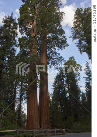 キングスキャニオン国立公園 11745399