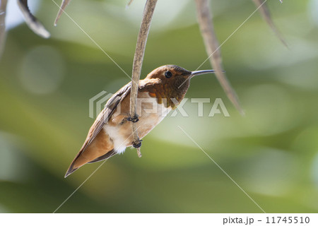 ロサンゼルスのハチドリ 11745510