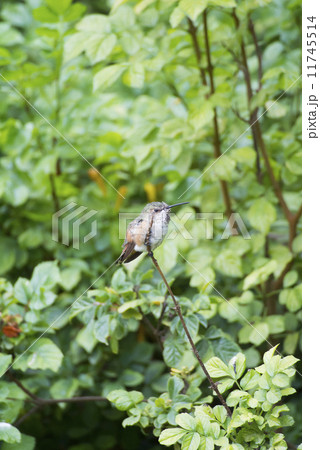 ロサンゼルスのハチドリ 11745514