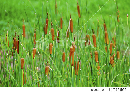 ガマの穂 ガマの穂 11745662