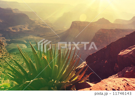 Grand Canyon 11746143