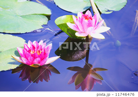 睡蓮 11746476