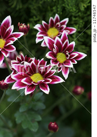 スプレー菊 品種はテキーラの写真素材