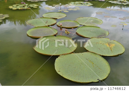 オニバス オニバス 11746612