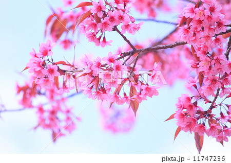 cherry blossom cherry blossom 11747236