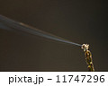 カニグモのバルーニング02 11747296