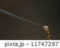 カニグモのバルーニング03 11747297