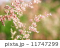 Grass flowers 11747299