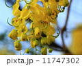 Blossom of Yellow Flowers 11747302