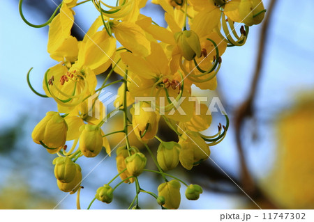 Blossom of Yellow Flowers 11747302