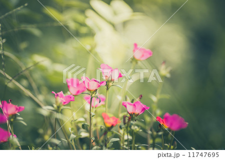 Common Purslane or Verdolaga or Pigweed or Little Hogweed or Pus 11747695