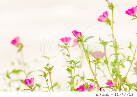 Common Purslane or Verdolaga or Pigweed or Little Hogweed or Pus 11747712
