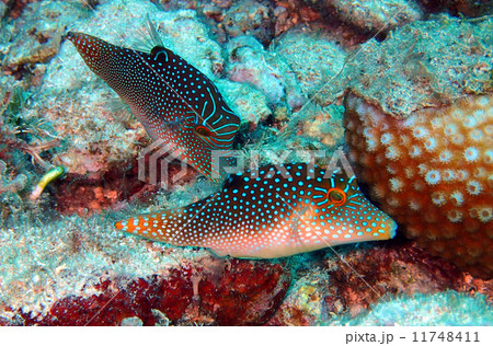 ハギの仲間 ハギの仲間 11748411