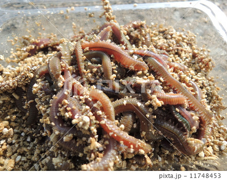 青イソメ 11748453