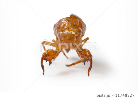 セミの抜け殻 セミの抜け殻 11748527