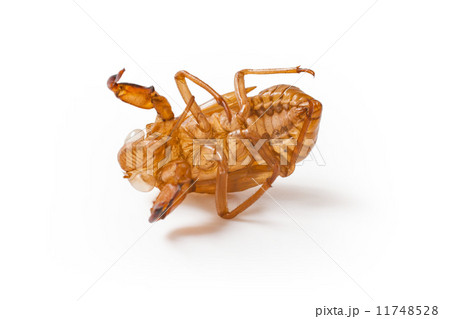セミの抜け殻 11748528