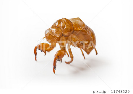 セミの抜け殻 11748529