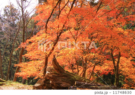 吉野山(奈良)の紅葉 吉野山(奈良)の紅葉 11748630