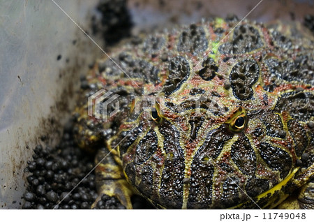 ベルツノガエル ベルツノガエル 11749048
