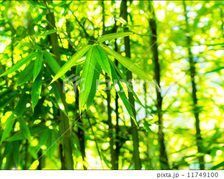 竹林1:横 竹林1:横 11749100