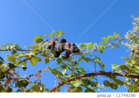 野生のブラックラズベリー 11749290