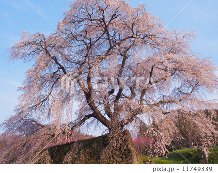 枝垂桜と青空 枝垂桜と青空 11749339