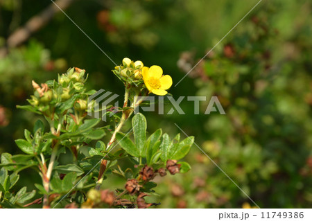 樹木・キンロバイ　バラ科 11749386