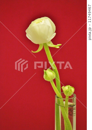 ラナンキュラス 11749467