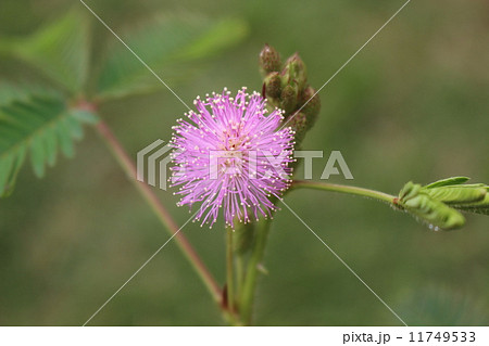 オジギソウ オジギソウ 11749533