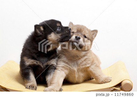 川上犬の子犬 11749860