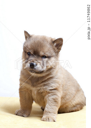 川上犬の子犬 川上犬の子犬 11749862