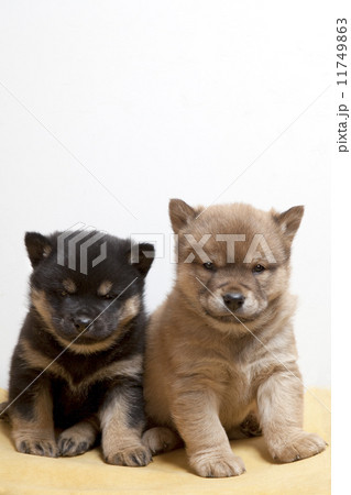 川上犬の子犬 川上犬の子犬 11749863