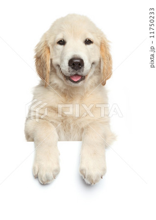 Golden Retriever puppy above white banner Golden Retriever puppy above white banner 11750233