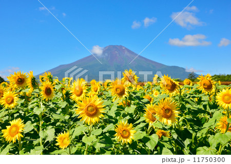 向日葵と富士山 向日葵と富士山 11750300