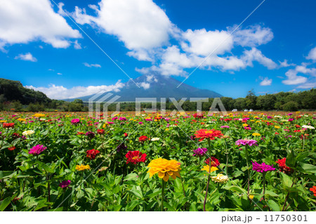 百日草と富士山 百日草と富士山 11750301