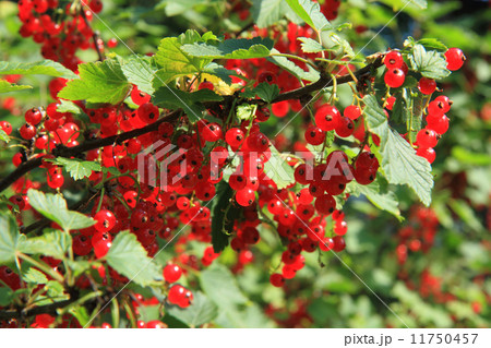 red currant plant with fruits red currant plant with fruits 11750457