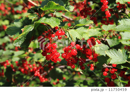 red currant plant with fruits red currant plant with fruits 11750459