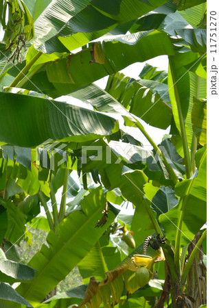 植物・バショウ　バショウ科 11751270