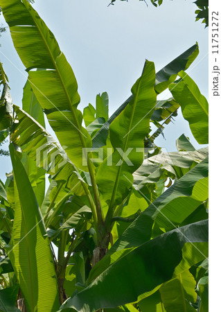 植物・バショウ　バショウ科 11751272