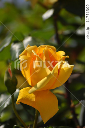 ひらきだすつるミセスPSデュポン 11751300