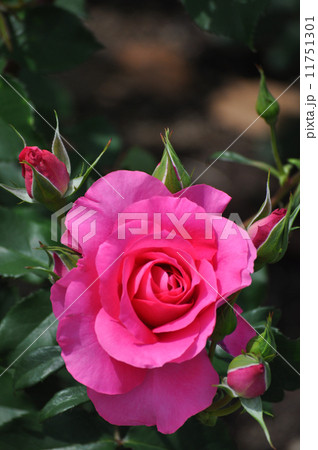 一輪のうらら 11751301